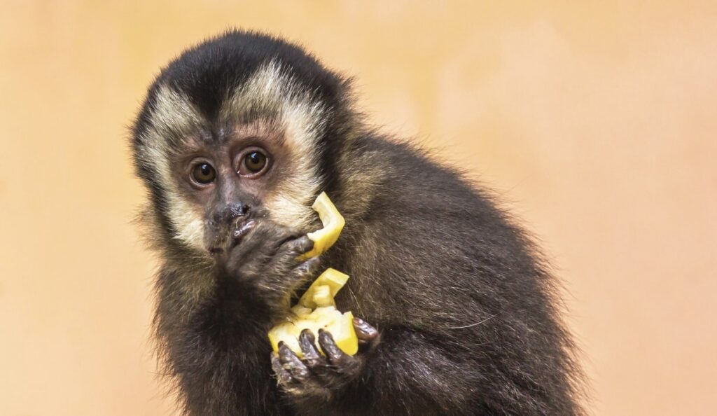 Pode ter macaco em casa no Brasil? Saiba se é proibido criar o animal ...