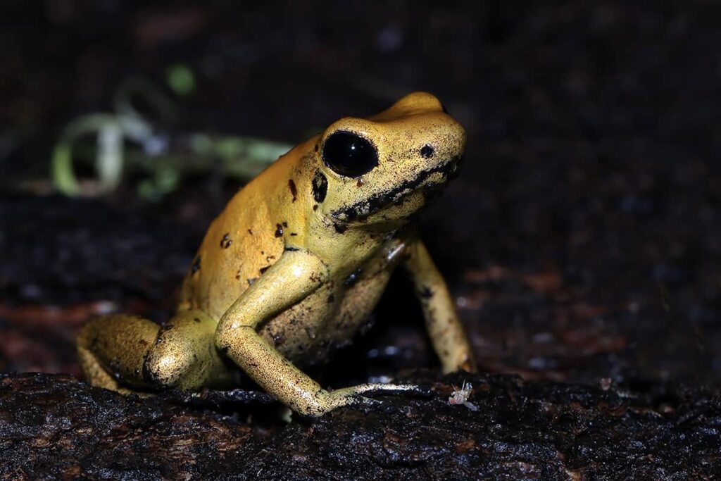 O Sapo é Vertebrado Ou Invertebrado - HerbsEdu