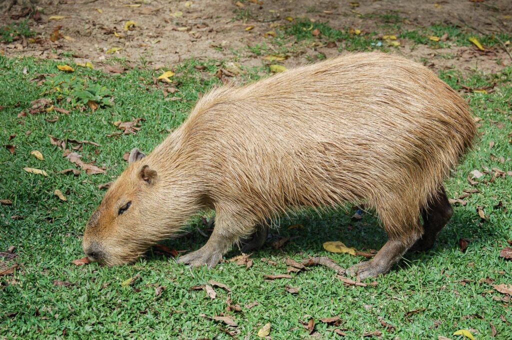 Alimentação da capivara: saiba o que o animal come - Mundo Brasil