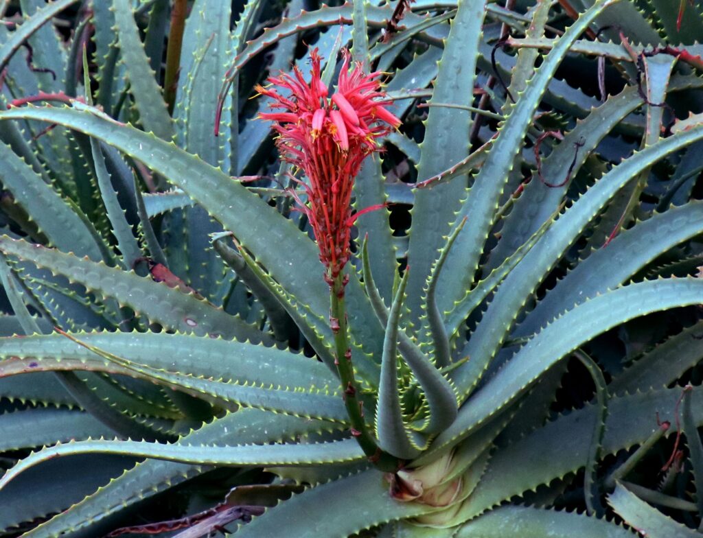 Tipos de babosa que podem ser ingeridas: saiba se planta é comestível ...