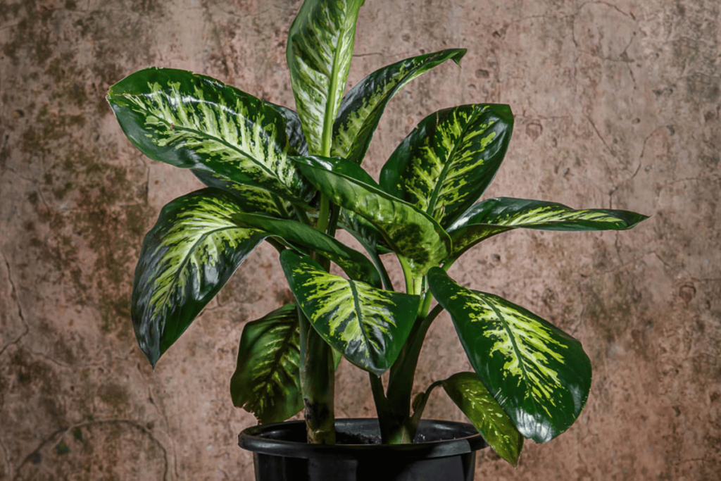 Planta Comigo-Ninguém-Pode é venenosa? ALERTA sobre os perigos e riscos ...