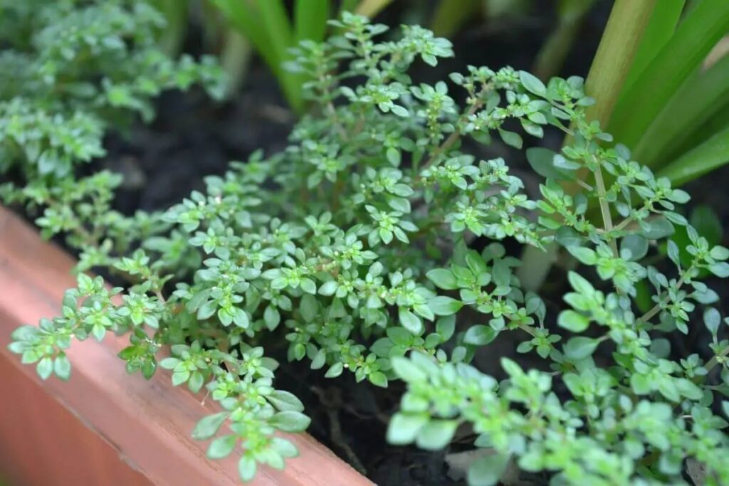 Planta brilhantina: como cuidar, para que serve e benefícios - Mundo Brasil