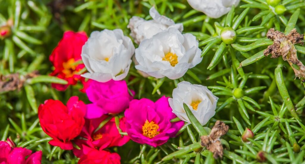Como fazer Onze-Horas florir: saiba se a planta prefere sol ou sombra ...
