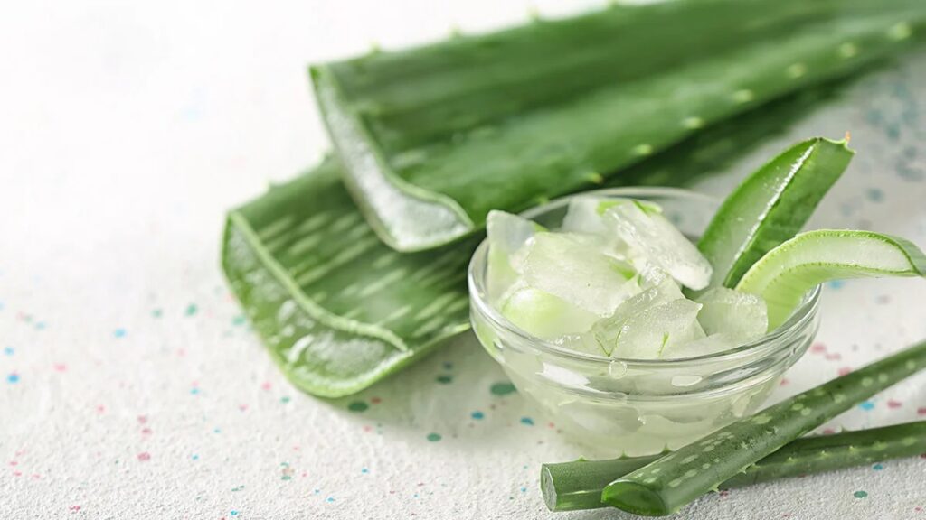 Babosa e aloe vera são a mesma planta? Saiba a diferença - Mundo Brasil
