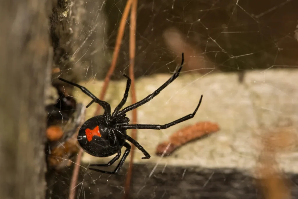 aranha viúva negra