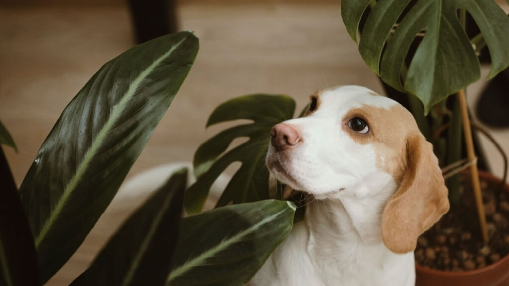 O que dar para cachorro que comeu planta tóxica - Mundo Brasil