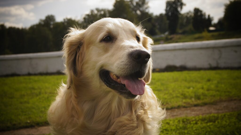 golden retriever cachorro