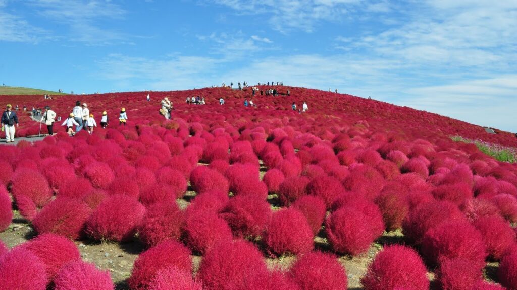 Hitachi Seaside, Japão