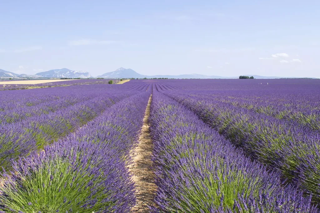 provença frança campos de lavada