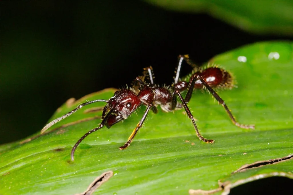 formiga-cabo-verde