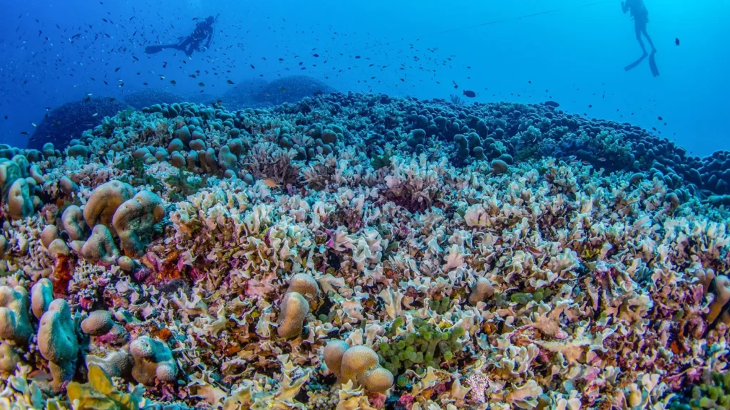 maior coral do mundo