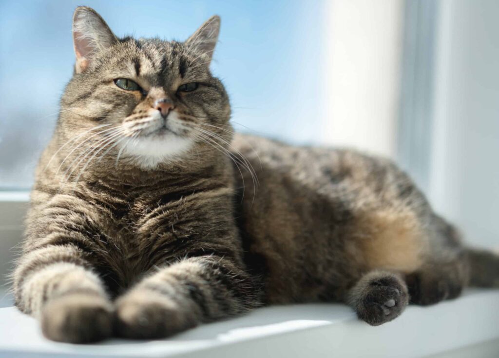 Com quantos anos morreu o gato mais velho do mundo - Mundo Brasil