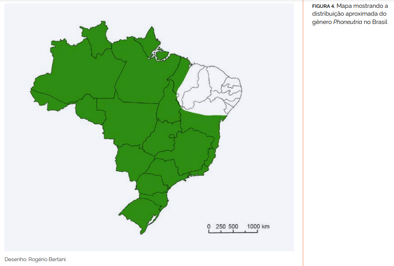 aranha armadeira distribuição