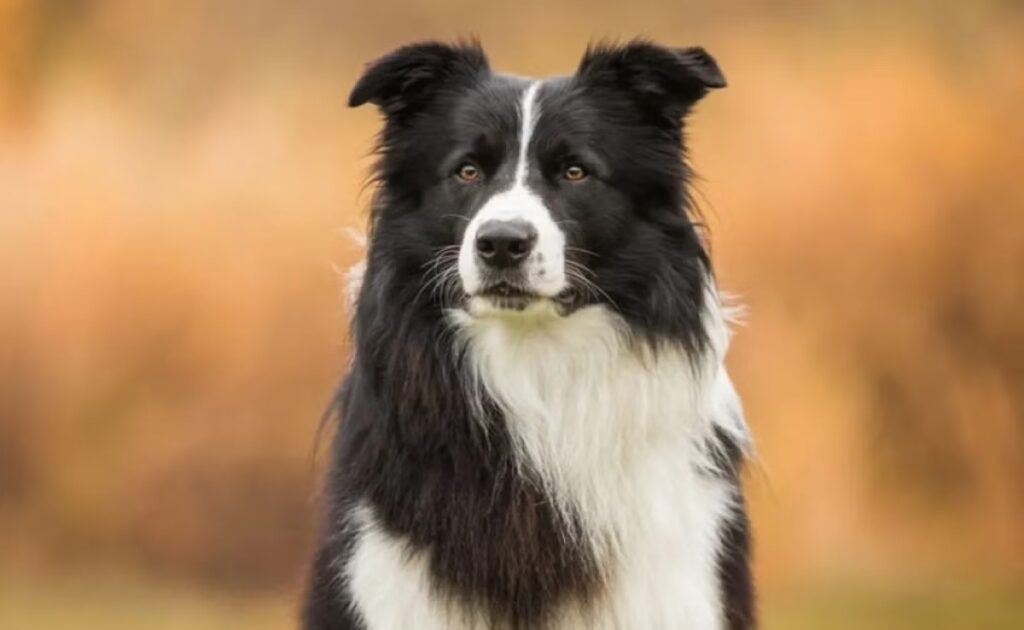 Estas são as 10 raças de cachorro mais inteligentes que existem - Mundo ...