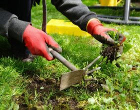 Pé de Mostarda: como é, quanto tempo demora para crescer e tamanho ...